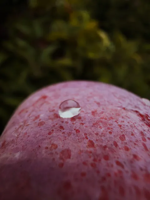 Macro of a single bead of water resting on the speckled red skin of an apple, the orchard a soft green blur behind.