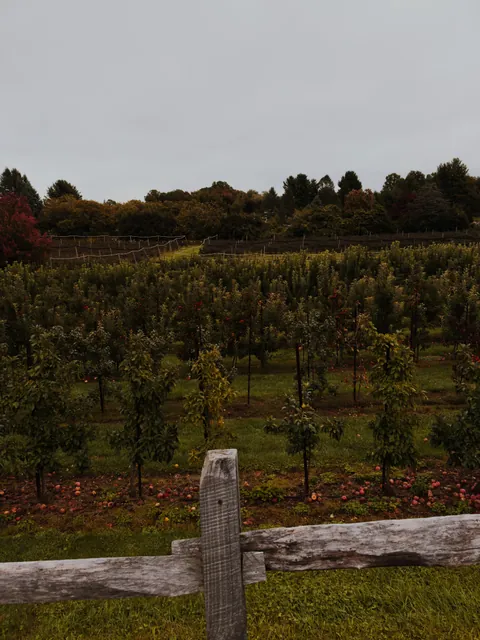 Rows of young apple trees seen over a weathered split-rail fence, windfall apples in the grass and a tree line under a flat grey sky.