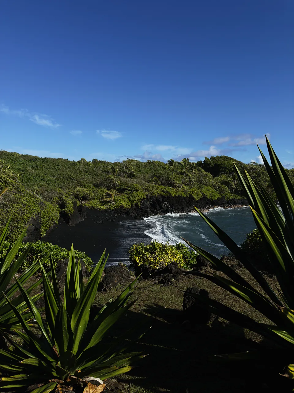 A black sand cove under a clear blue sky, surf breaking against dark lava rock, framed by spiky agave leaves in the foreground.