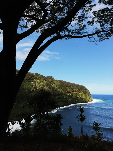 A tree in silhouette arching over a green headland, where the cliffs meet a deep blue ocean and a line of white surf.