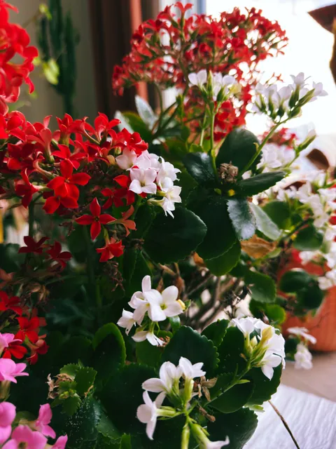 Close up of potted kalanchoe in bloom: clusters of red, white and pink flowers among glossy green leaves, lit from a window.