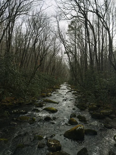A rocky mountain stream running away into a misty winter forest of bare trees and rhododendron.