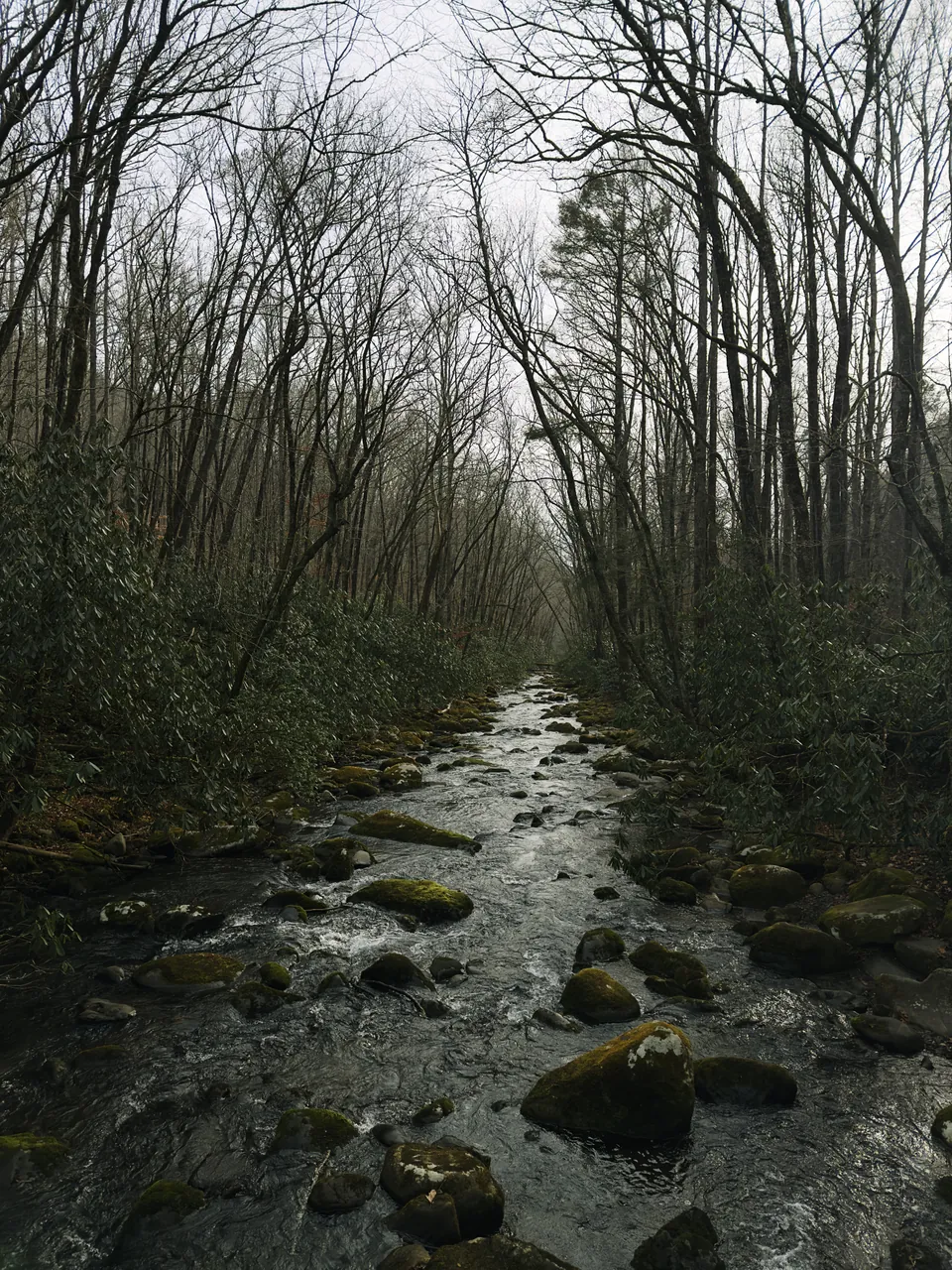 A rocky mountain stream running away into a misty winter forest of bare trees and rhododendron.