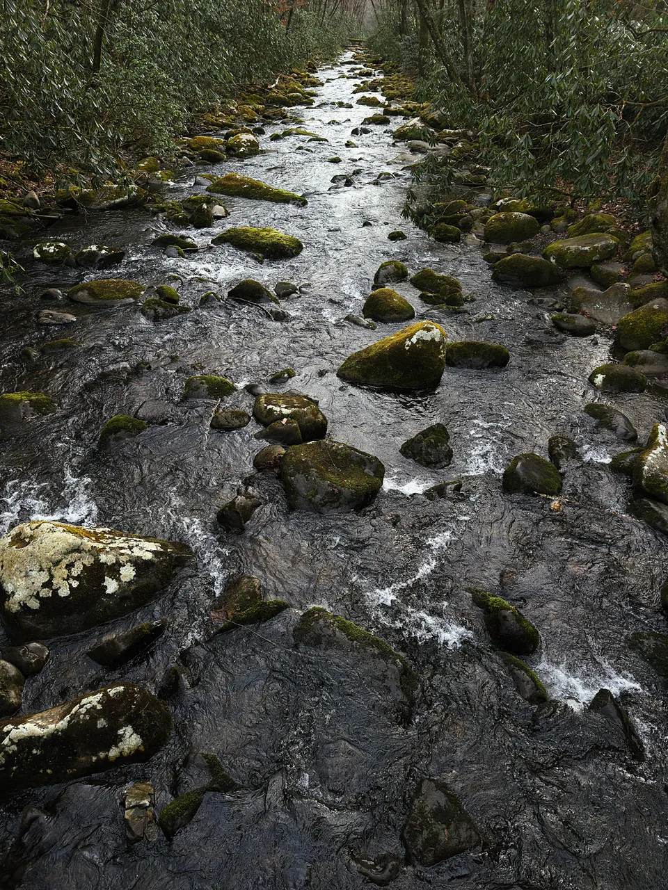 Looking down a mountain stream, water rushing white between mossy, lichen-spotted boulders.